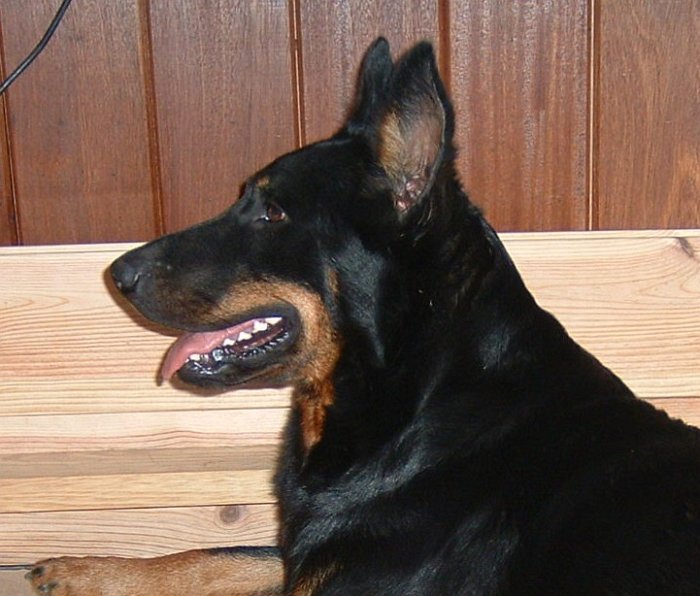 Birmane De Montclea (27)